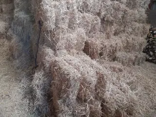 Halm i Morten Korch baller