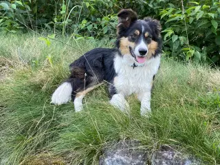 Border collie hvalpe