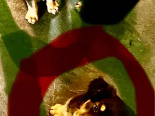 Rottweiler hvalpe må rejse 20 Juni 2025