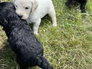 Goldendoodles hvalpe 