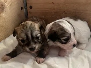 Små allergivenlige og ikke fældende hundehvalpe