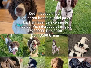 Avl konge puddel 