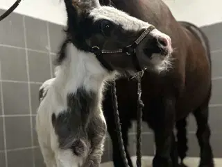 Irish cob hoppeføl 