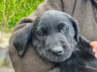Labrador Formel 1 hvalpe