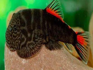 Gastromyzon ocellatus red tail