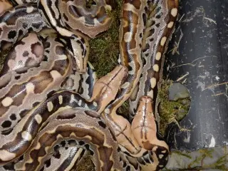 Borneo Python (Python Breitensteini)