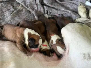 Boxer hvalpe 