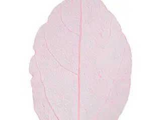 Lyserøde Skeletblade, 20 stk. - 6-8 cm