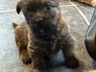 cairn terrier hvalp