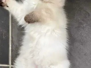 Ragdoll/hellig birma på 12 uger 