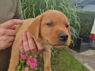 Fox red labrador
