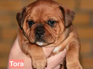 Staffordshire Bull Terrier DKK