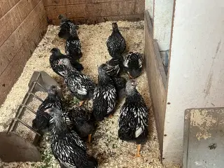 Sølvrandet Wyandot kyllinger