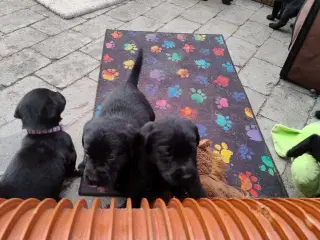 Labrador hvalpe 