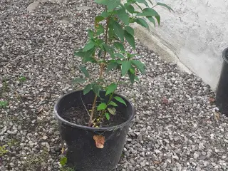 Forsydia busk
