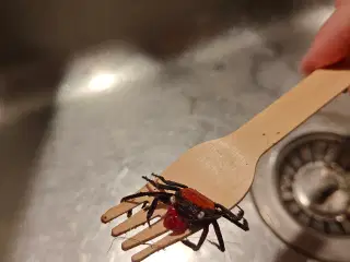 Vampyr krabber en li