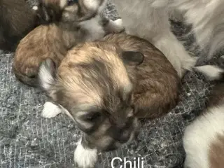 Lhasa apso - Chili