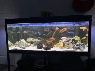 Cichlide akvarie 320 liter
