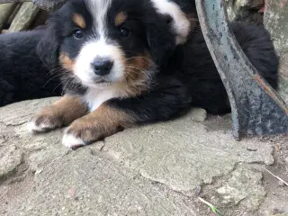 Berner Sennen hvalpe