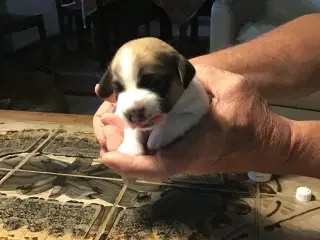 Jack Russell terrier hvalpe