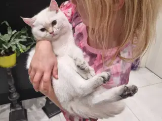 Sød British shorthair killing