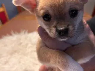 Pomchi hvalpe