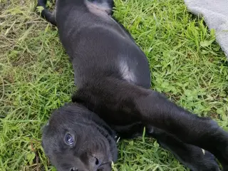 Labrador hvalpe  2stk tilbage 
