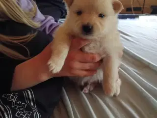 Ægte pomeranian hvalpe 3 stk