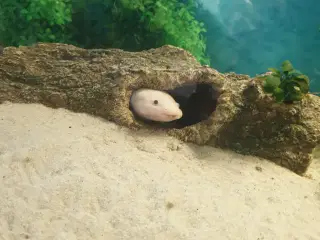 Axolotler 