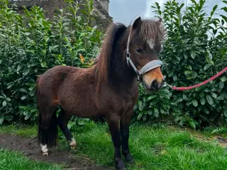 Miniature hingst - afslag ved hurtig handel 