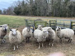 8 drægtige gimmerlam 