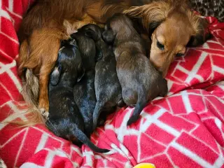 Skønne miniature gravhunde hvalpe