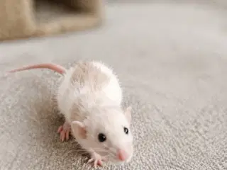 Tamrotte fra kærlig hobbyopdræt 🐭✨