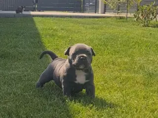 American Bully Pige Blu 