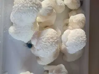 Hjemmelavet figur ud af voks