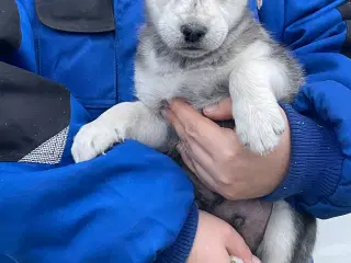 To hanner tilbage salgsklare nu