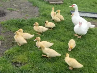 Ælĺinger