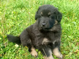 Finsk lapphund/ langhåred schæfer 