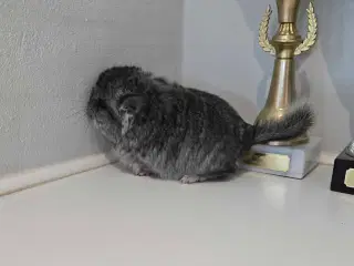 Chinchilla unge