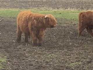 Skotsk højlandstyr fra 2025 søges