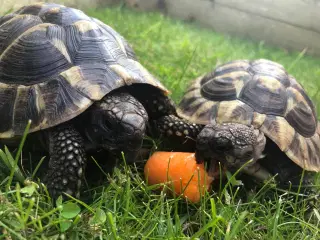 Græske landskildpadder + tilbehør 