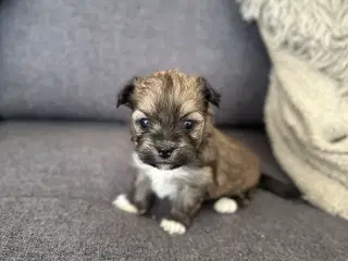 Lhasa apso - Charlie