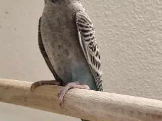 Blackface undulat (unger)