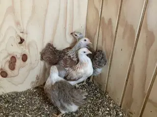 Dværghøns 