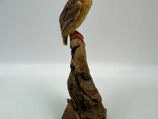 Udstoppet Malakit / isfugl