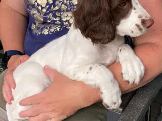 Springer Spaniel 1 Han tilbage 