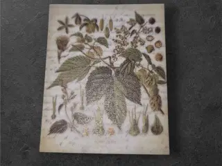 Botaniske papirark med vintage charme til dine pro