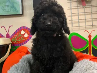 Ægte dværg / mellem puddel må rejse nu!