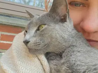 Russian blue pige