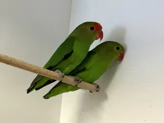 Taranta Dværgpapegøje